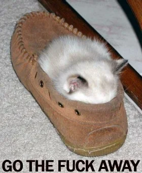 kittySlipperSml.webp