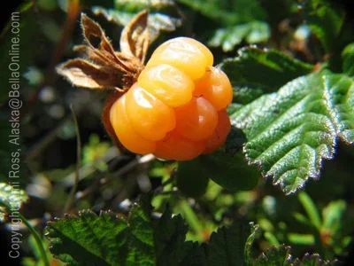 Cloudberry.webp