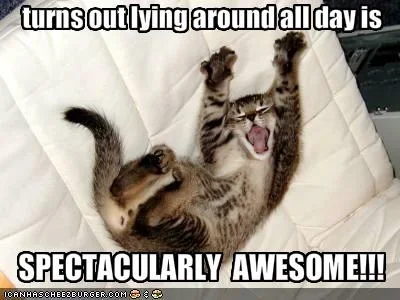 funny-pictures-your-cat-likes-laying-around-all-day.webp