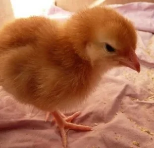 chicks, man.webp