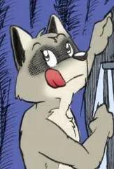 coon2.webp
