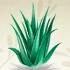 aloe-vera.webp