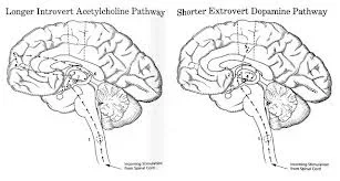 introvert brain.webp