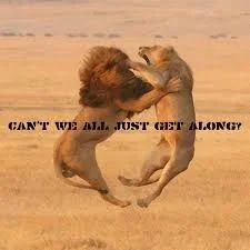 infj get along.webp