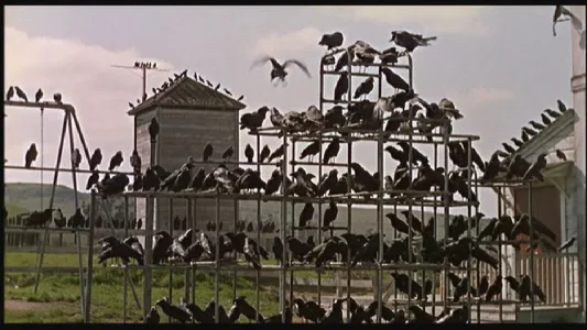 birds_shot4l.webp