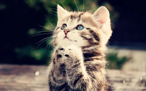 cute-kitten.webp