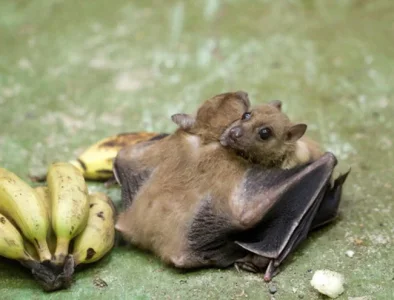 bat-hug-big.webp