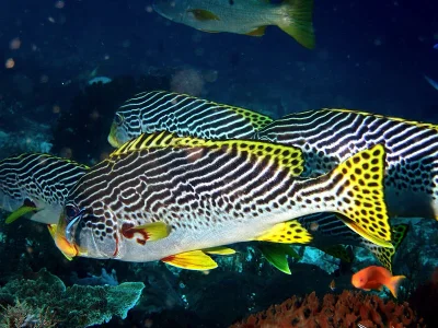 Plectorhinchus_lineatus02.webp