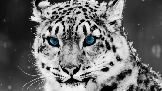 Snow_leopard-1280x720.webp