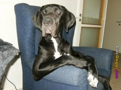 cute-dogs-068.webp