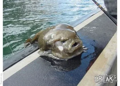 weird+fish+unique+amazing.webp