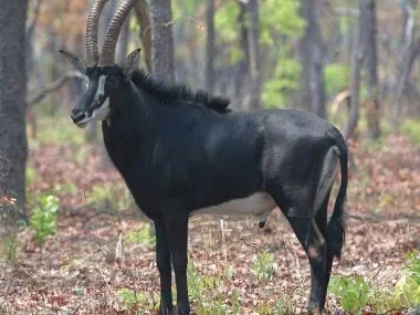 695px-Sable_bull.webp