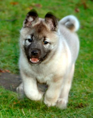 norwegian-elkhound-4.webp