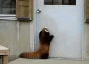 red-panda-door.webp