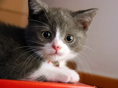 Cat.webp