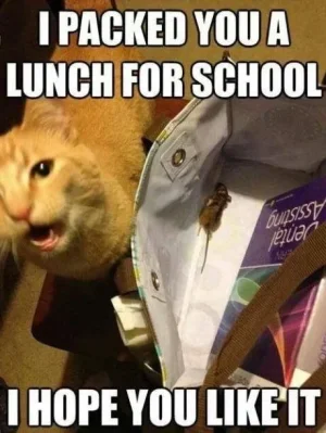 school-lunch.webp