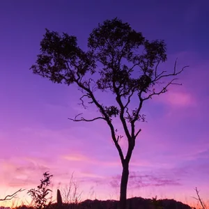 purple-1.webp