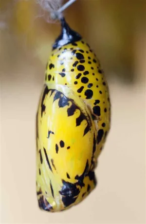 butterfly-cocoon-6.webp