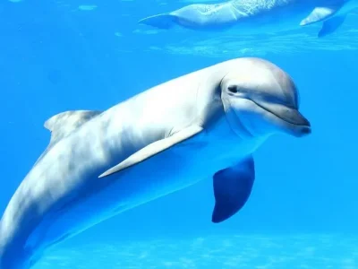 Dolphin.webp
