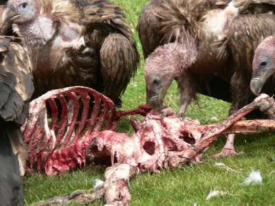 1024px-Vulture.webp