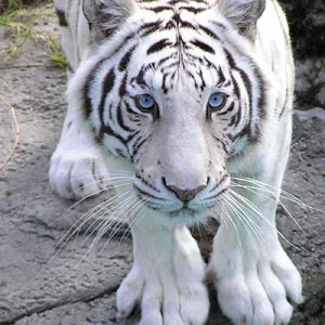 white-tiger.webp