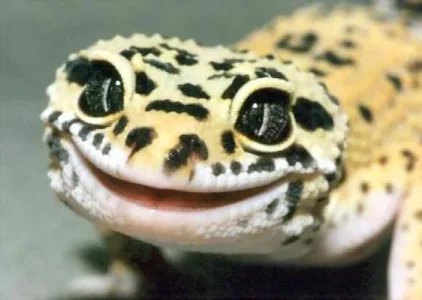 leopard-gecko-face.webp