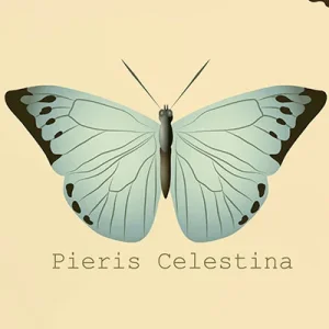 pieris-celestina.webp