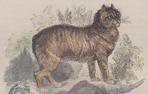 2746_manx_cat.webp