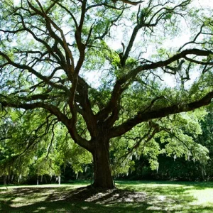 oak-tree.webp