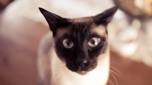 preview_funny-siamese-cat.webp