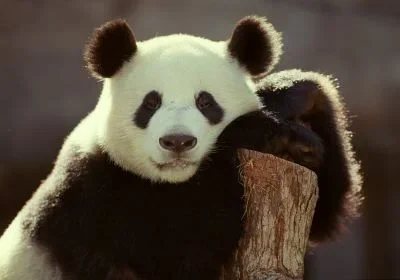 Cute-Pandas-pandas-22122892-400-280.webp