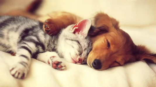 Cute-Cats-and-Dogs-20-HD-Screensavers.webp