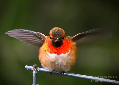 You-Looking-At-Me-Rufous-Hummingbird.webp
