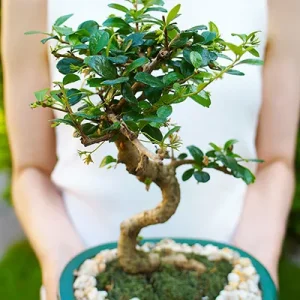 bonsai-tree.webp