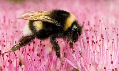 bumblebee.webp