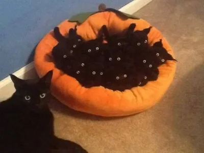 blackcats.webp