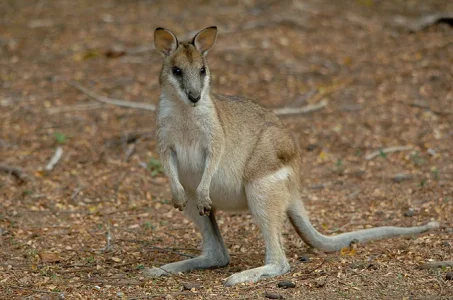 agile-wallaby-2.webp