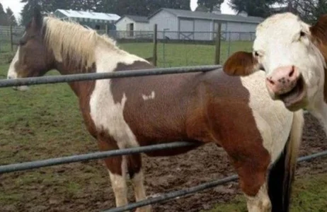 cow1-FEATURED-793x516.webp