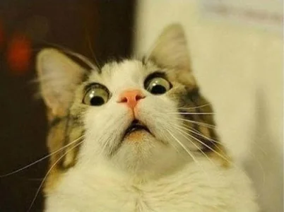 Scared-Cat.webp