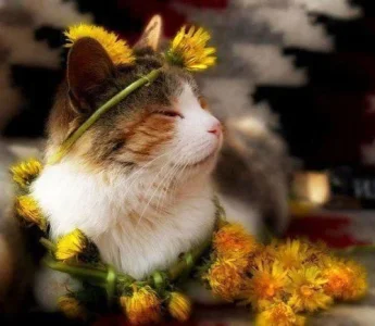 flower-power-cat.webp