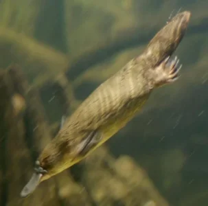 platypus.webp