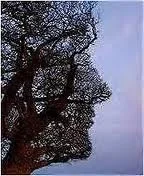 human tree.webp