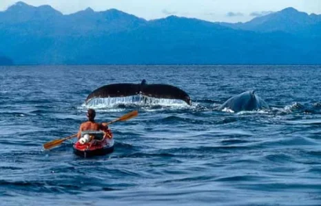 kayaker-humpback-whale-photo.webp
