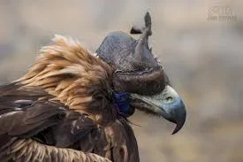 imagesWG8LDCKS.webp