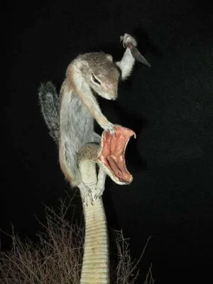 taxidermy squirrel.webp