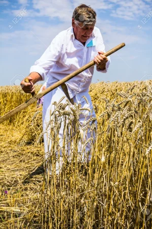 24324844-Farmers-reaping-on-wheat-field-in-the-traditional-old-fashion-way-Stock-Photo.webp