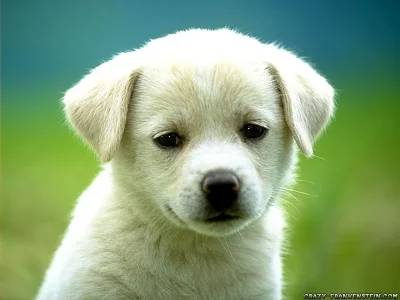 puppy.webp