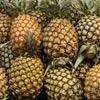 pineapple.webp