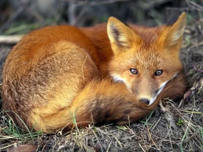 red-fox_679_600x450.webp