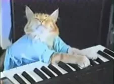 keyboard-cat.webp